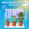 Grow Lamp for Cultivation - 3 Plants - 5